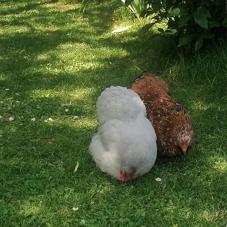 D'hotes Les Magnolias Pontpierre