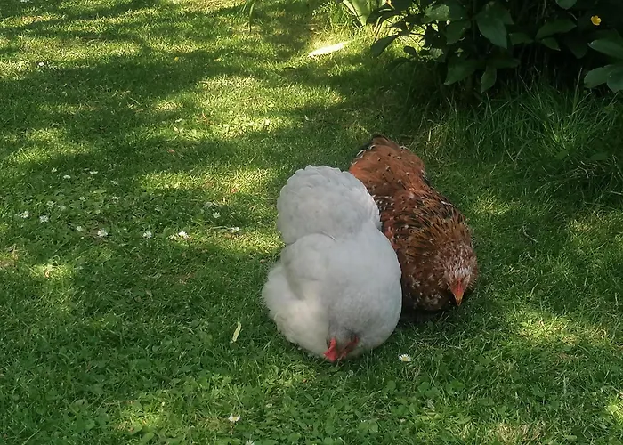 D'hotes Les Magnolias Pontpierre